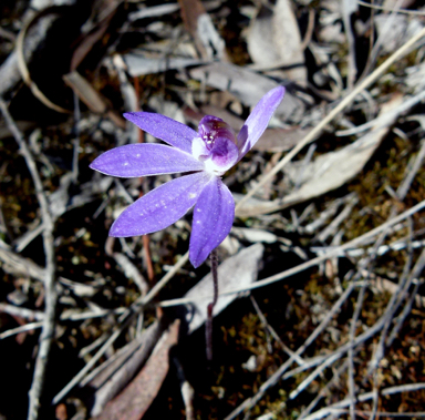 APII jpeg image of Cyanicula caerulea  © contact APII