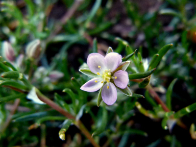 APII jpeg image of Spergularia rubra  © contact APII