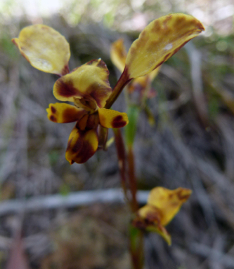 APII jpeg image of Diuris pardina  © contact APII