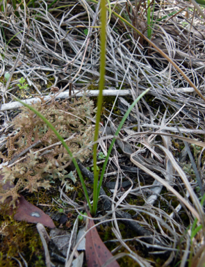 APII jpeg image of Diuris pardina  © contact APII