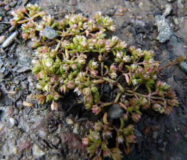 APII jpeg image of Crassula decumbens  © contact APII