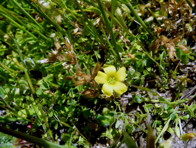 APII jpeg image of Oxalis exilis  © contact APII