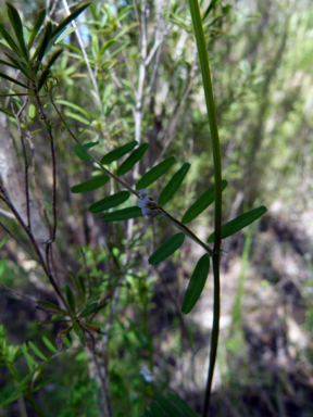 APII jpeg image of Vicia hirsuta  © contact APII