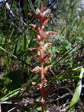 APII jpeg image of Orobanche minor  © contact APII