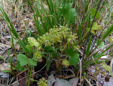 APII jpeg image of Hydrocotyle laxiflora  © contact APII