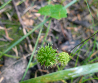 APII jpeg image of Hydrocotyle laxiflora  © contact APII