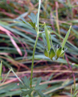 APII jpeg image of Geranium solanderi var. solanderi  © contact APII