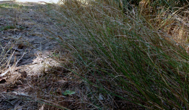 APII jpeg image of Agrostis gigantea  © contact APII