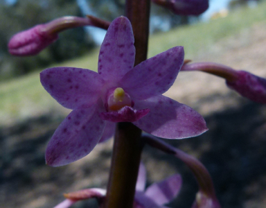 APII jpeg image of Dipodium roseum  © contact APII