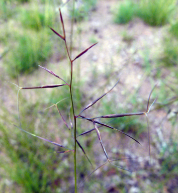 APII jpeg image of Aristida vagans  © contact APII