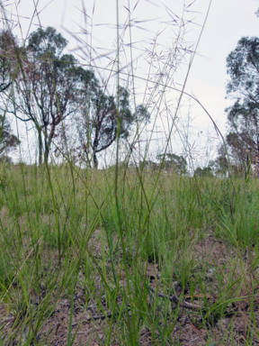 APII jpeg image of Aristida vagans  © contact APII