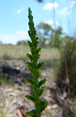 APII jpeg image of Microtis parviflora  © contact APII