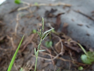 APII jpeg image of Eragrostis brownii  © contact APII