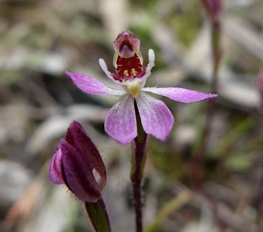 APII jpeg image of Caladenia pusilla  © contact APII