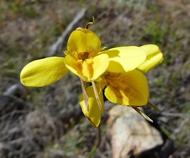 APII jpeg image of Diuris behrii subsp. behrii  © contact APII