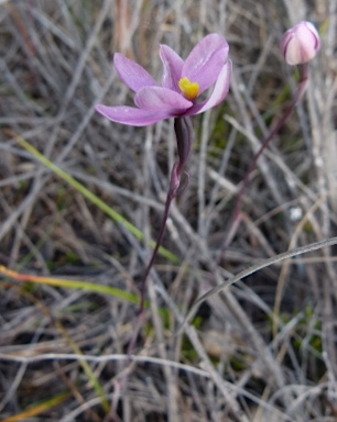 APII jpeg image of Thelymitra irregularis  © contact APII