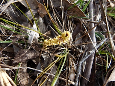 APII jpeg image of Lomandra glauca  © contact APII