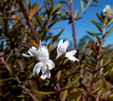 APII jpeg image of Westringia fruticosa  © contact APII