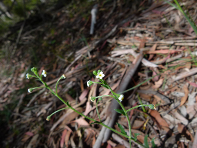 APII jpeg image of Myosotis australis  © contact APII