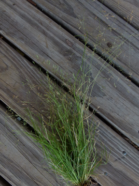 APII jpeg image of Agrostis venusta  © contact APII