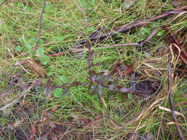 APII jpeg image of Epilobium ciliatum  © contact APII