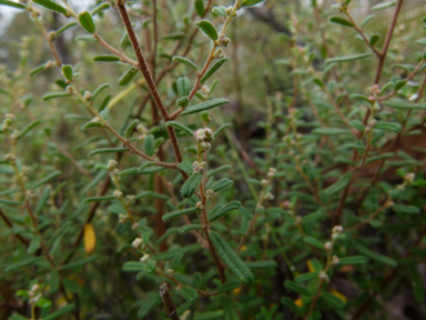 APII jpeg image of Pomaderris angustifolia  © contact APII