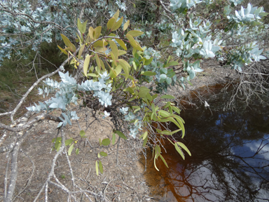 APII jpeg image of Muellerina eucalyptoides  © contact APII