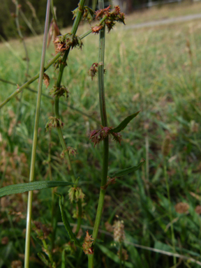 APII jpeg image of Rumex brownii  © contact APII