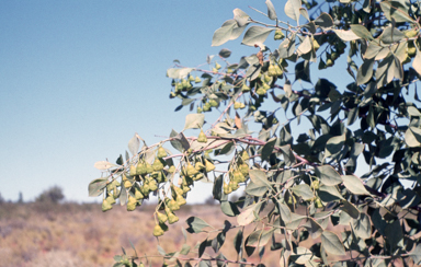 APII jpeg image of Codonocarpus cotinifolius  © contact APII
