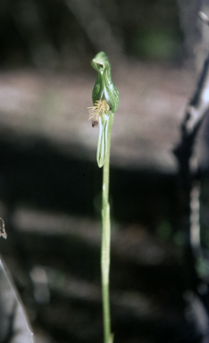 APII jpeg image of Pterostylis barbata  © contact APII
