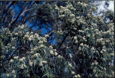 APII jpeg image of Eucalyptus amygdalina  © contact APII