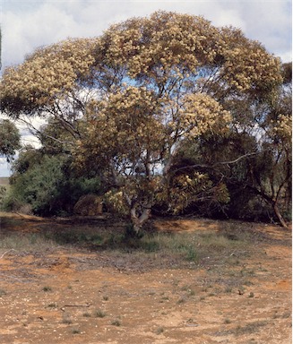 APII jpeg image of Eucalyptus calycogona  © contact APII