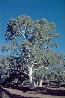 APII jpeg image of Eucalyptus camaldulensis  © contact APII