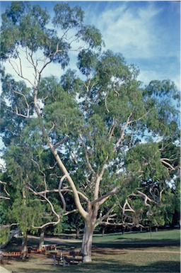 APII jpeg image of Corymbia citriodora  © contact APII