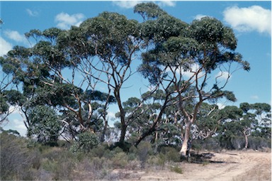 APII jpeg image of Eucalyptus cladocalyx  © contact APII