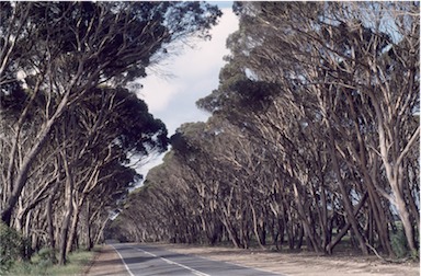 APII jpeg image of Eucalyptus cneorifolia  © contact APII