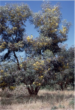 APII jpeg image of Eucalyptus cornuta  © contact APII