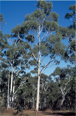 APII jpeg image of Eucalyptus dalrympleana  © contact APII