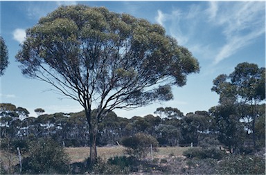 APII jpeg image of Eucalyptus diptera  © contact APII