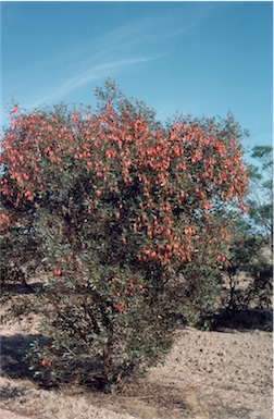 APII jpeg image of Eucalyptus dolichorhyncha  © contact APII