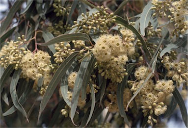 APII jpeg image of Eucalyptus fasciculosa  © contact APII