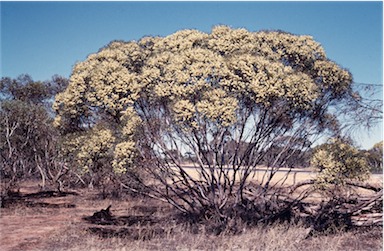 APII jpeg image of Eucalyptus leptophylla  © contact APII