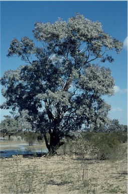 APII jpeg image of Eucalyptus largiflorens  © contact APII