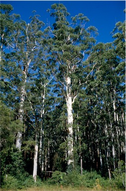 APII jpeg image of Eucalyptus grandis  © contact APII