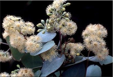 APII jpeg image of Eucalyptus melanophloia  © contact APII