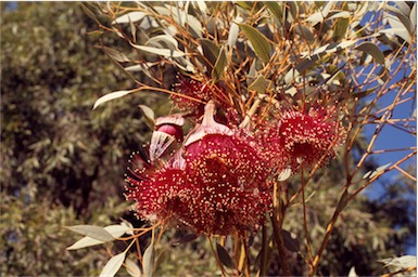 APII jpeg image of Eucalyptus pyriformis  © contact APII