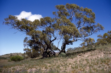 APII jpeg image of Eucalyptus socialis  © contact APII