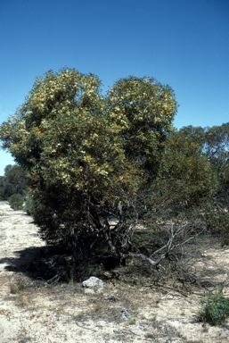 APII jpeg image of Eucalyptus socialis  © contact APII