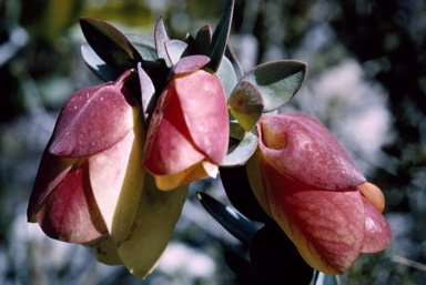 APII jpeg image of Pimelea physodes  © contact APII