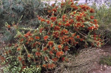 APII jpeg image of Callistemon 'Hinchinbrook'  © contact APII